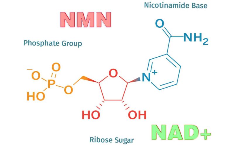 NAD+ và NMN có một mối quan hệ chặt chẽ 